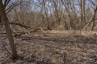 an overgrown wooded area with several trees on it and a sign reading fire hydrant on the ground