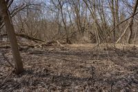 an overgrown wooded area with several trees on it and a sign reading fire hydrant on the ground