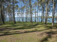 the grassy lawn surrounded by tall trees with an ocean in the background and a blue sky