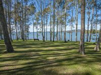 a bench is in the middle of the grass on a lake side field with trees in the foreground