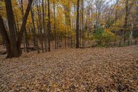 a leaf strewn forest with many trees on either side of the road and leaves around the trail