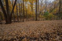 a leaf strewn forest with many trees on either side of the road and leaves around the trail