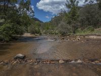 Serene Landscape: Open Space, River, Trees 001