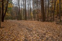 a wooded area is full of brown leaves, and it looks like fall leaves are all over the ground