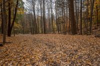 a wooded area is full of brown leaves, and it looks like fall leaves are all over the ground