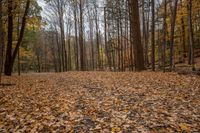 a wooded area is full of brown leaves, and it looks like fall leaves are all over the ground