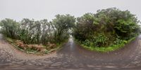 three roads with trees on each side and water on the road and on either side