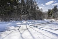 there is snow on the road in the forest and a tree casts shadows from the snow covered ground