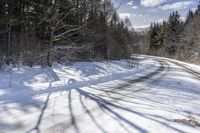 there is snow on the road in the forest and a tree casts shadows from the snow covered ground