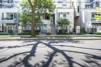 the shadow of a tree on a city street with a building in the background and many other buildings