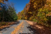 an autumn road is shown with trees lining it and many leaves covering the asphalt in the middle