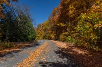 an autumn road is shown with trees lining it and many leaves covering the asphalt in the middle