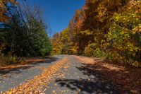 an autumn road is shown with trees lining it and many leaves covering the asphalt in the middle