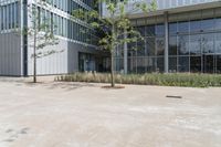 there is a tall tree in the concrete area near the building and some grass in front of the building