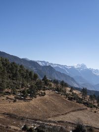 horse graze on dry grass in the mountains with snowy peaks in the background with snowcapped trees