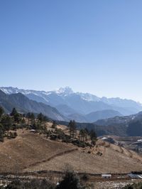 horse graze on dry grass in the mountains with snowy peaks in the background with snowcapped trees