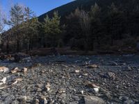 a herd of sheep walking along a rocky riverbed between trees and rocks in a mountainside area