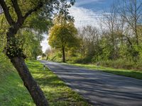 a skateboard sitting in the middle of a road next to grass and trees in the forest