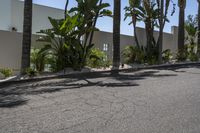 a skateboarder riding down the street with palm trees behind him and a building