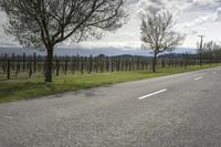 a skateboarder is riding on the asphalt and grass beside a vineyard on the other side