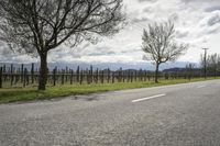 a skateboarder is riding on the asphalt and grass beside a vineyard on the other side