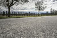 a skateboarder is riding on the asphalt and grass beside a vineyard on the other side