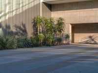 a skateboarder riding his board on a sidewalk near a building with two palm trees and many other plants