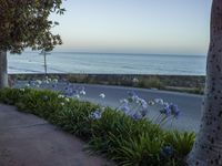 a man on a skateboard in front of flowers near the ocean shore line at sunset