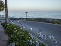 a man on a skateboard in front of flowers near the ocean shore line at sunset