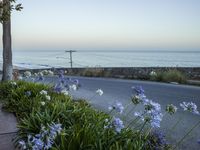 a man on a skateboard in front of flowers near the ocean shore line at sunset