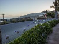 a man on a skateboard in front of flowers near the ocean shore line at sunset