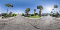 a person riding a skateboard down a street next to tall palm trees in a residential area