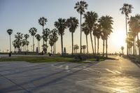 a group of people riding on skateboards in front of palm trees at sunset park