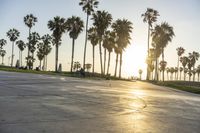 a group of people riding on skateboards in front of palm trees at sunset park