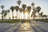 a group of people riding on skateboards in front of palm trees at sunset park