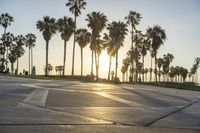 a group of people riding on skateboards in front of palm trees at sunset park