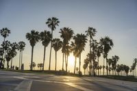 a group of people riding on skateboards in front of palm trees at sunset park