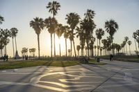 a group of people riding on skateboards in front of palm trees at sunset park