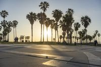 a group of people riding on skateboards in front of palm trees at sunset park