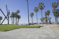 many palm trees line a walkway as a person sits on a skateboard and waits to catch a ride