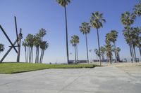 many palm trees line a walkway as a person sits on a skateboard and waits to catch a ride