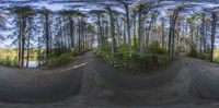 a 360 - image of a skateboarder performing a trick in the woods near trees