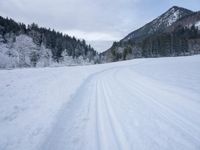ski tracks in the snow along with trees and snow covering the ground with dark clouds in background