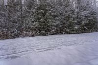 Snow Covered Forest in the Canadian Landscape