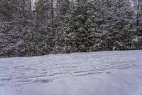 Snow Covered Forest in the Canadian Landscape