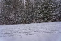 Snow Covered Forest in the Canadian Landscape