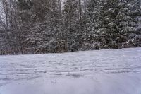 Snow Covered Forest in the Canadian Landscape