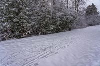 Snow Covered Forest in the Canadian Landscape