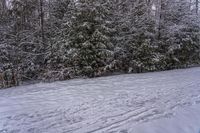 Snow Covered Forest in the Canadian Landscape