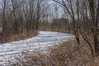 the view of a snow covered path in a wooded area with lots of bare trees